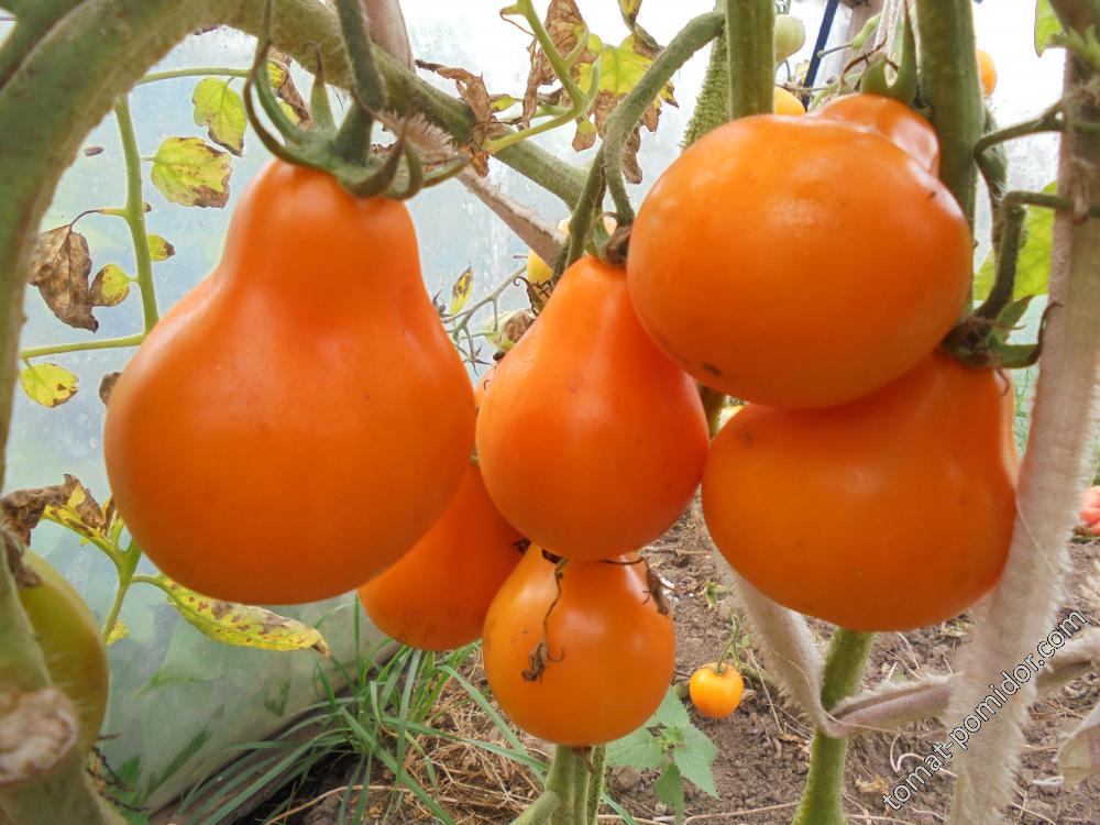 Семена томата Японский трюфель оранжевый. Купить по РФ почтой.