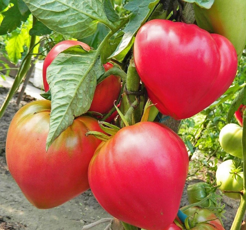 Розовые низкорослые томаты