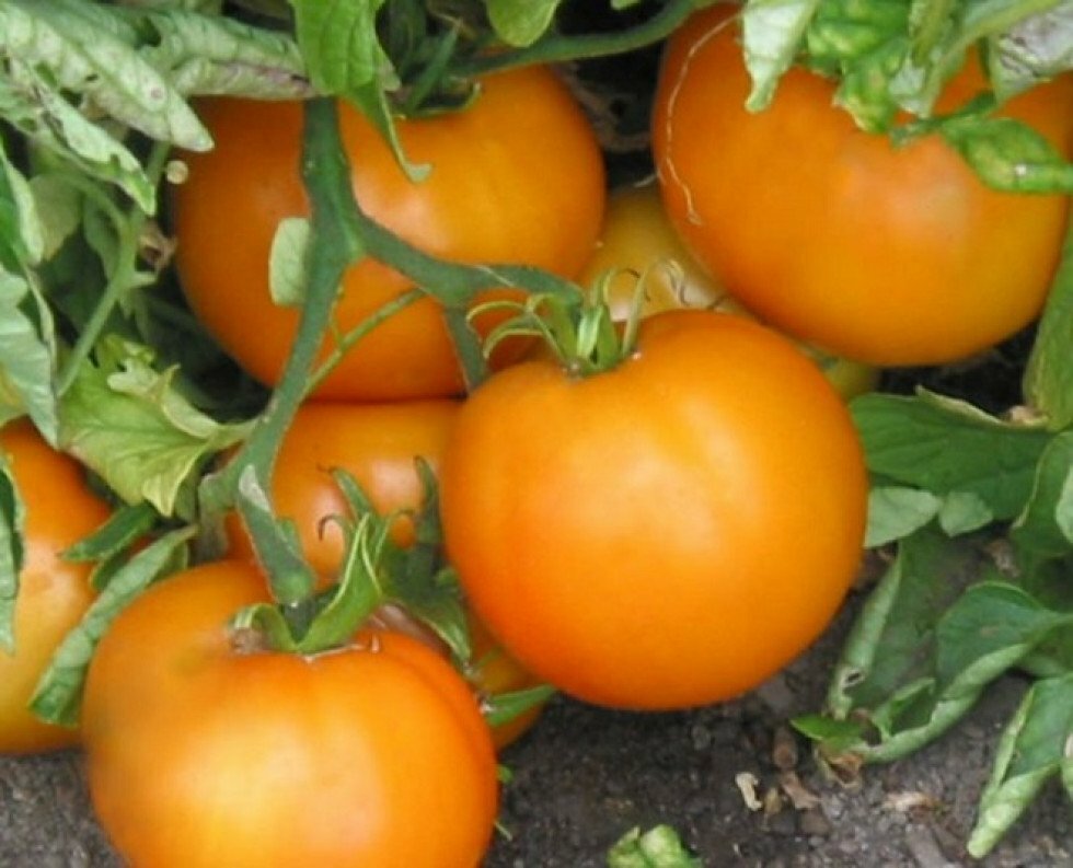 Сорт томатов апельсин с фото и описанием