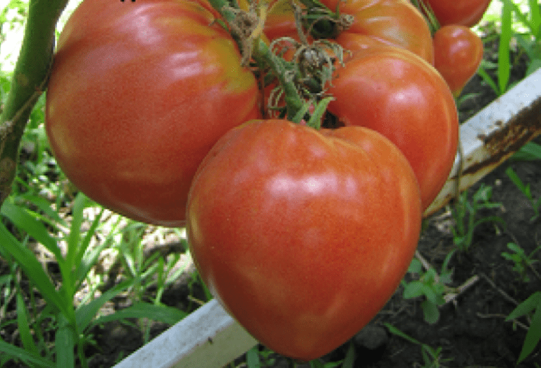 Семена томата для гидропоника любавин сергей конопля