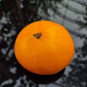 Семена Томата Алтайский Оранжевый