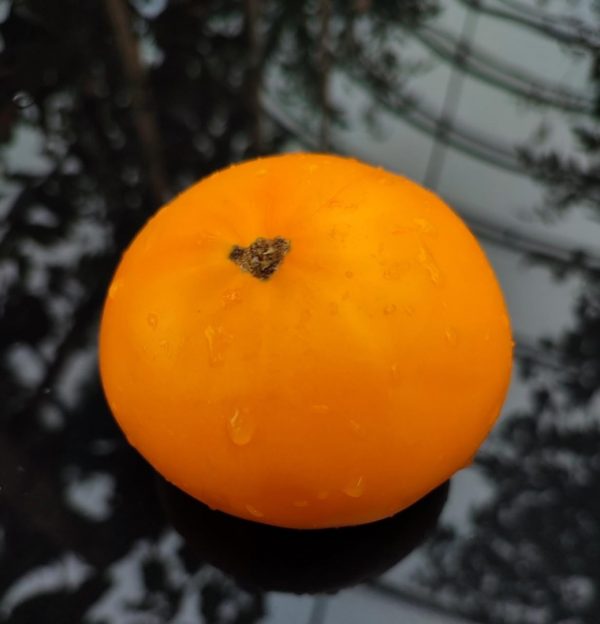 Семена Томата Алтайский Оранжевый