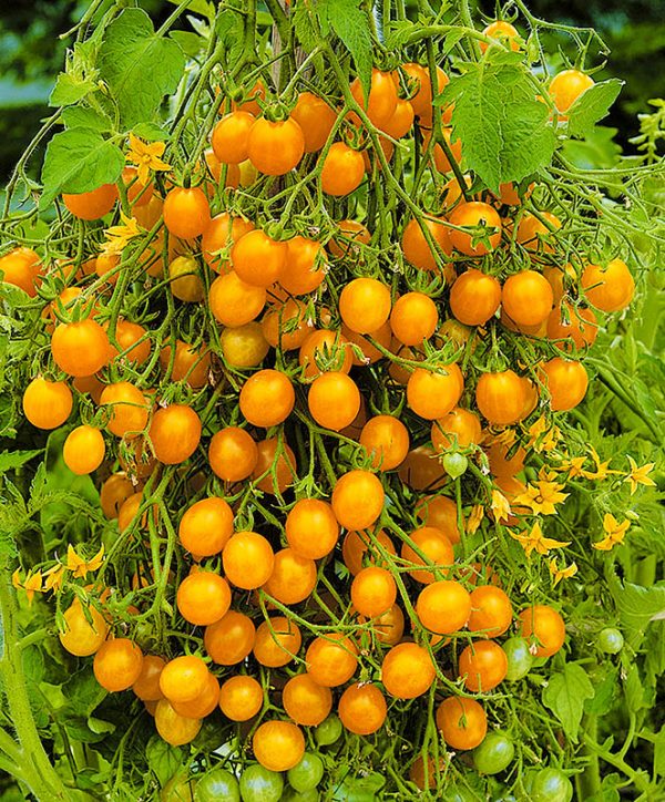 Семена Томата Оранжевый Виноград