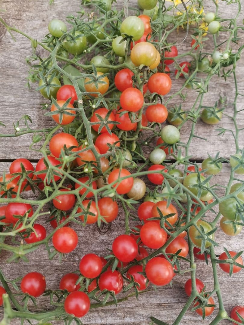 Томат Аликанте описание сорта помидоров характеристики Особенности посадки и выращивания болезни и вредители достоинства и недостатки отзывы