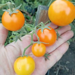 Семена Томата Лилипут Желтый Liliput Yellow