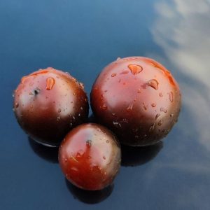Семена Томата Каштановый Шоколад Chestnut Chocolate