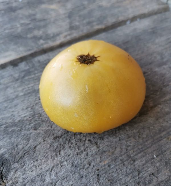 Семена томата Оранжевый Крем Dwarf Orange Cream