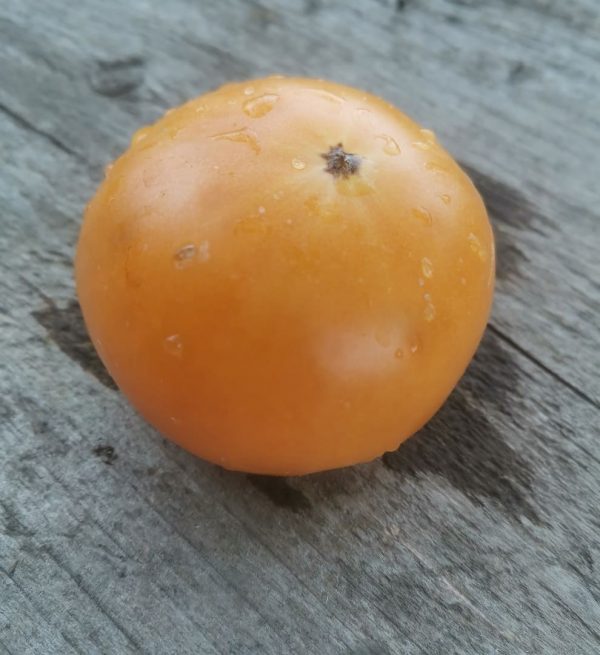 Семена томата Оранжевый Крем Dwarf Orange Cream