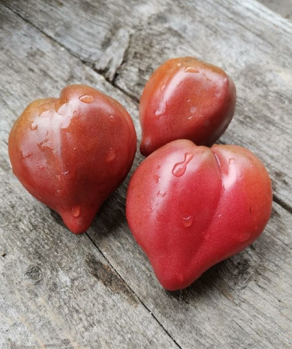 Семена томата гном Пурпурные сердца Бушерона
