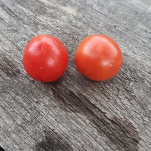 Семена томата Жемчужный из Кремса Kremser perle