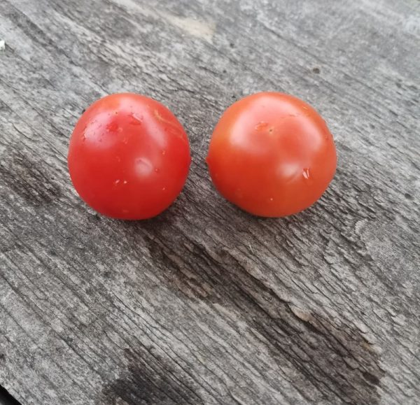 Семена томата Жемчужный из Кремса Kremser perle