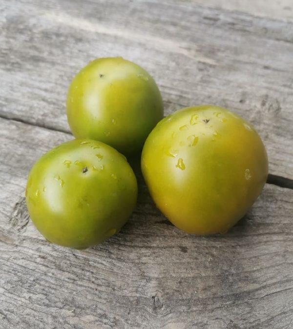 Семена томата гном Лайм Грин Салад Dwarf  Lime Green Salad