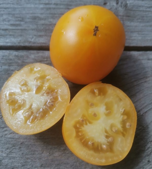 Семена томата гном Новый большой гном оранжевый New Big Dwarf orange