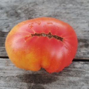 Семена томата гном Потрясающий Dwarf Awesome
