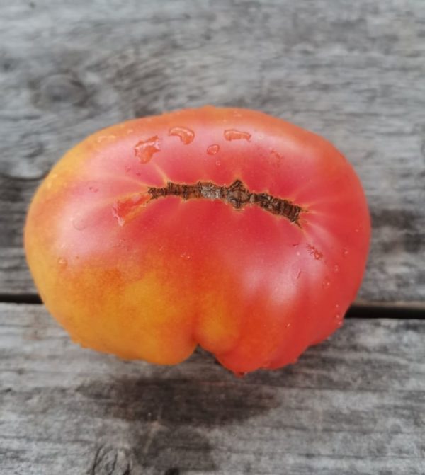Семена томата гном Потрясающий Dwarf Awesome