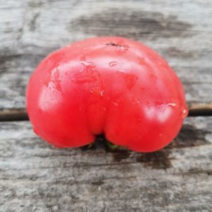 Семена томата гном Розелла Кримсон Rosella Crimson Dwarf