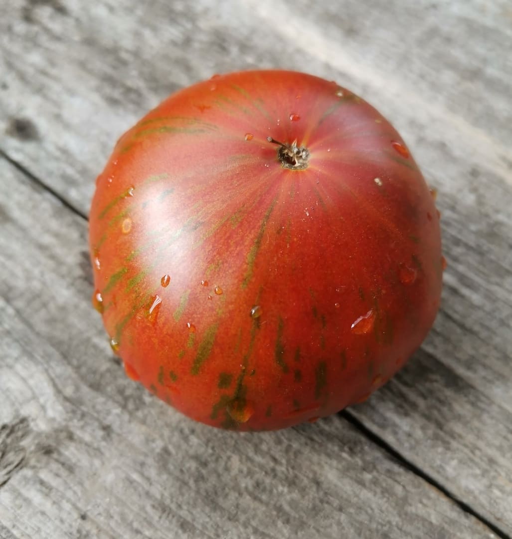 помидоры сорт гном отзывы фото