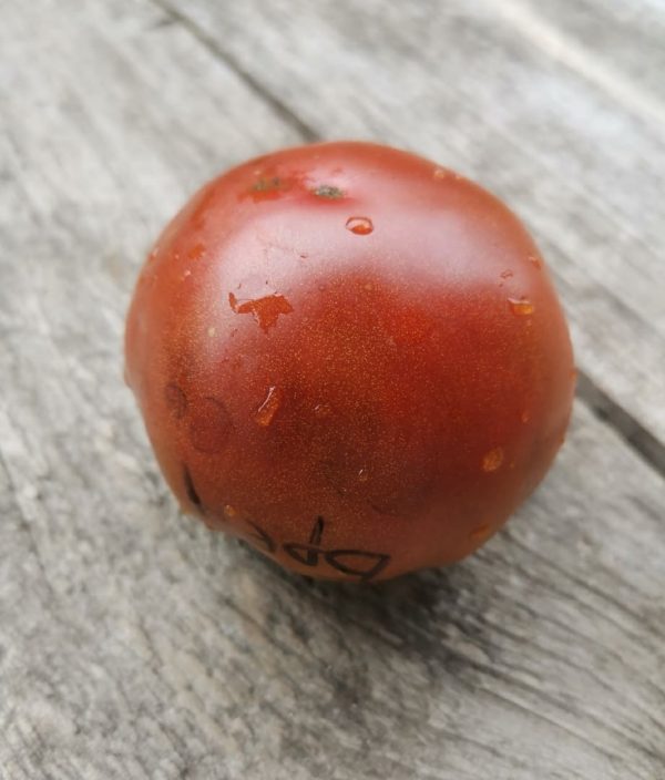 Семена томата гном Вишневый Брауни Dwarf Cherry Brownies