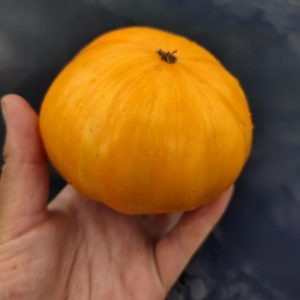 Семена томата Оранжевый Джаз Jazz Orange