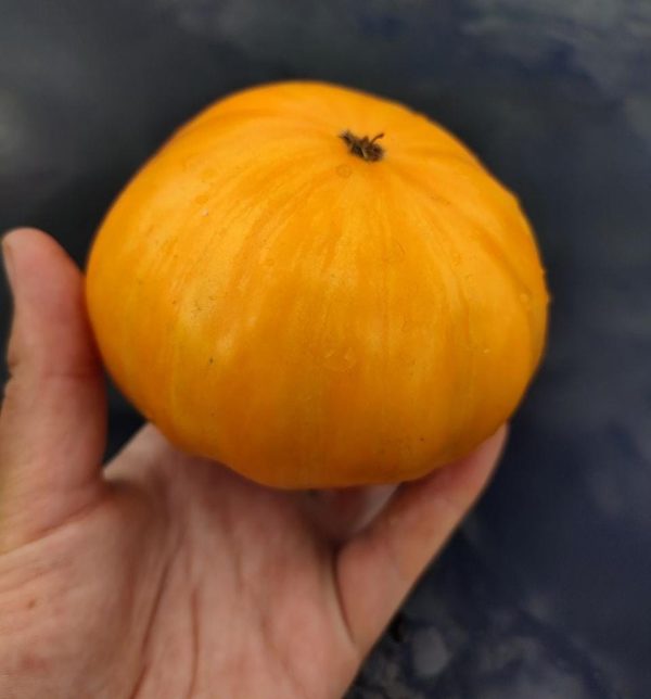 Семена томата Оранжевый Джаз Jazz Orange