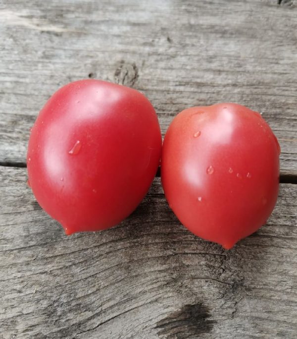 Семена томата Сызранская пипочка