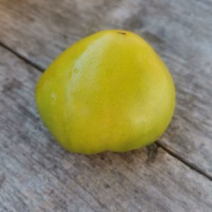 Семена томата гном Колониальный вариант dwarf Colonial yellow variant GWR