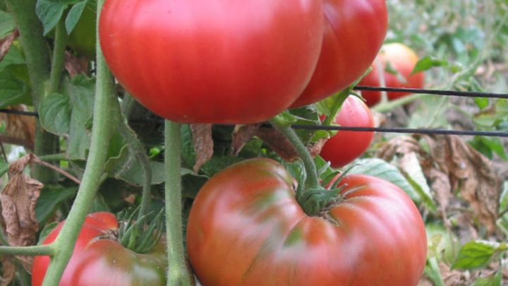 Выращивание томатов-дварфов