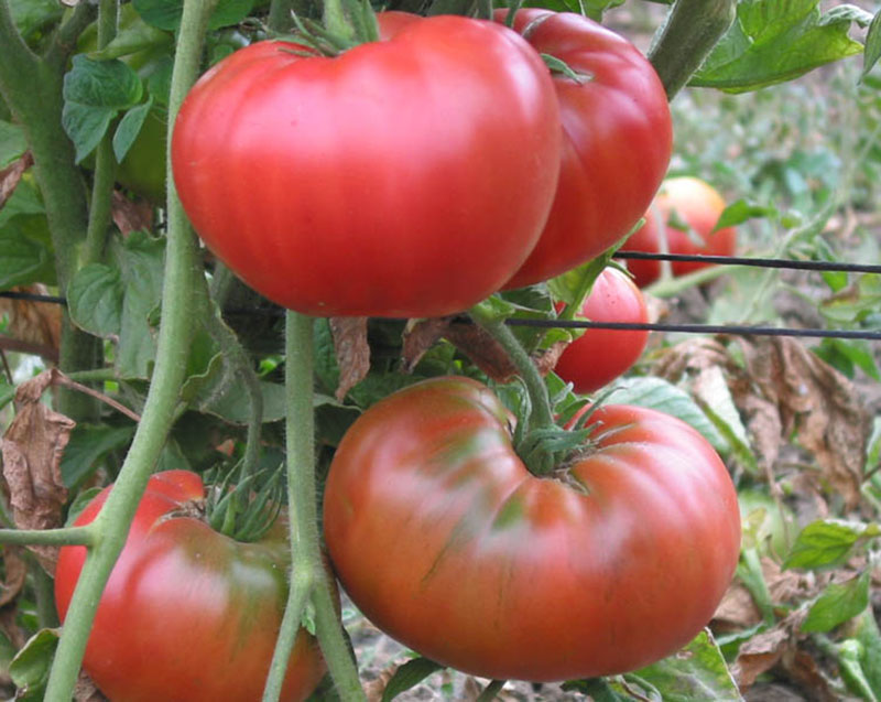 Выращивание томатов-дварфов