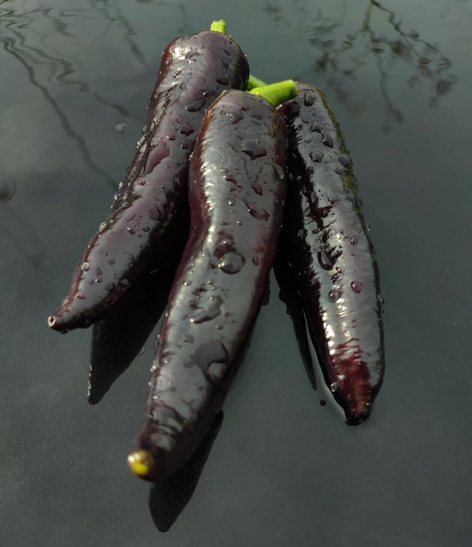 Семена Перца Маркони Фиолетовый Пурпурный Marconi Purple. Купить сДоставкой по РФ почтой и ТК