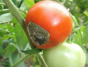 вершинная гниль томата