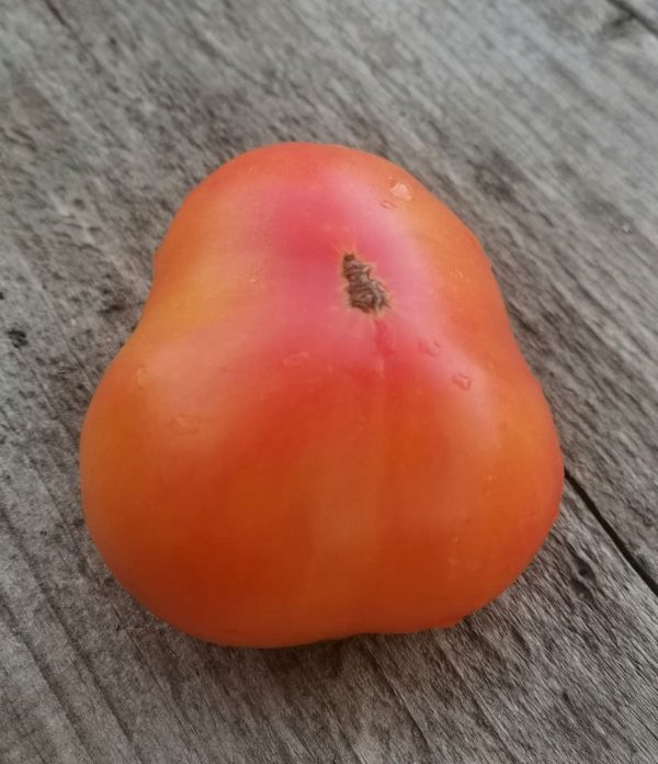 Семена томата гном Розелла биколор dwarf Rozella bicolor