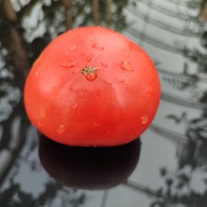 Семена томата Клеота розовая Cleota Pink