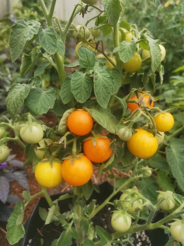 Семена томата Оранжевая кнопка