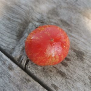 Семена томата Пикси полосатый dwarf Pixie Striped