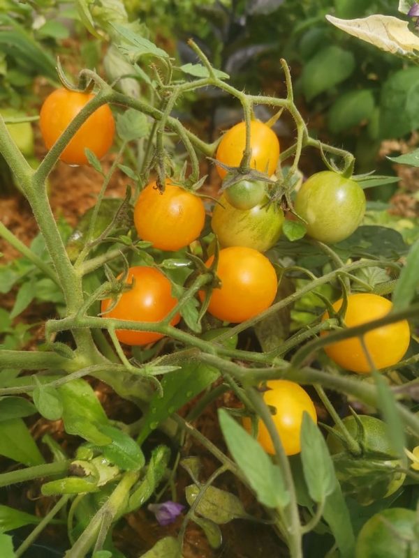Семена томата Золотая гроздь