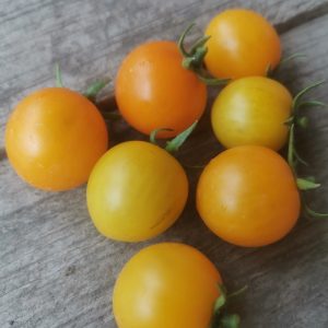 Семена томата Золотая гроздь