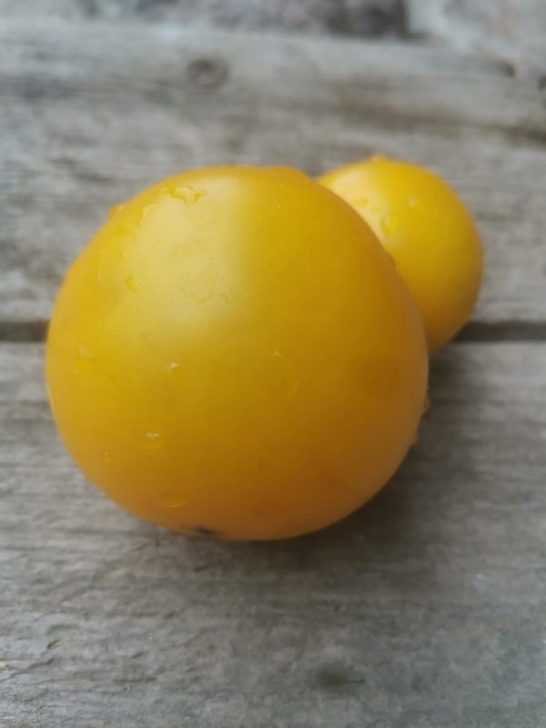 Семена томата гном Лапа кенгуру желтая Dwarf Kangaroo Paw Yellow