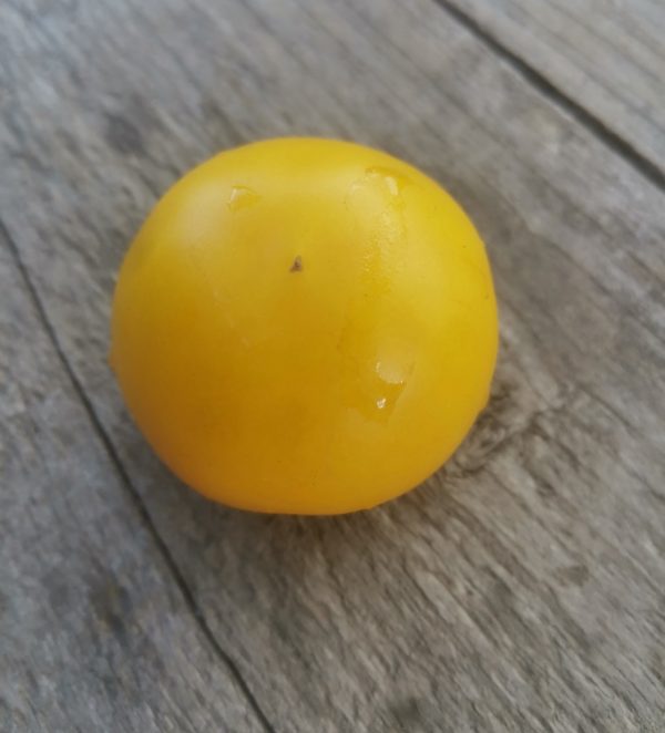 Семена томата гном Польский желтый Polish Yellow Dwarf