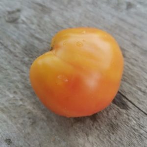 Семена томата гном Солнечный персик Dwarf Sunkissed Peach