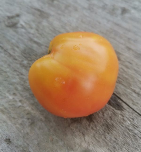 Семена томата гном Солнечный персик Dwarf Sunkissed Peach