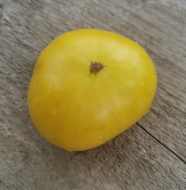 Семена томата гном Жёлтая долина Клэр Dwarf Clare Valley Yellow