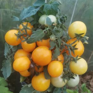 Семена томата Балконное чудо оранжевое
