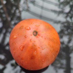 Семена томата Черный Крым