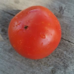 Семена томата Японский стелющийся