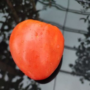 Семена томата Красный волк