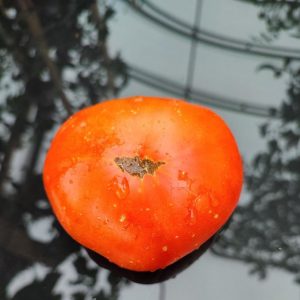 Семена томата Немецкий красный бабушки Кантрелл Granny Cantrell German Red