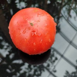 Семена томата Зураба Кухинидзе розовые