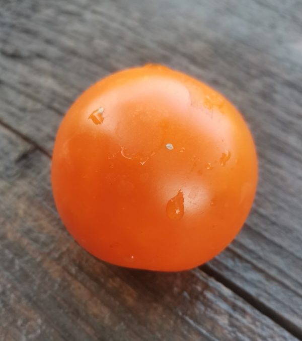 Семена томата гном Гордость побережья оранжевый