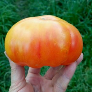Семена томата гном Завиток удачи Dwarf Lucky Swirl