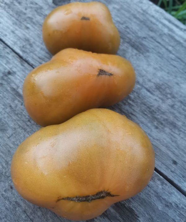 Семена томата гном Совершенный Dwarf Parfait